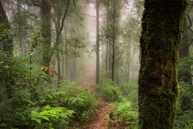 Misty, moss-covered forest trail on Mount Batukaru