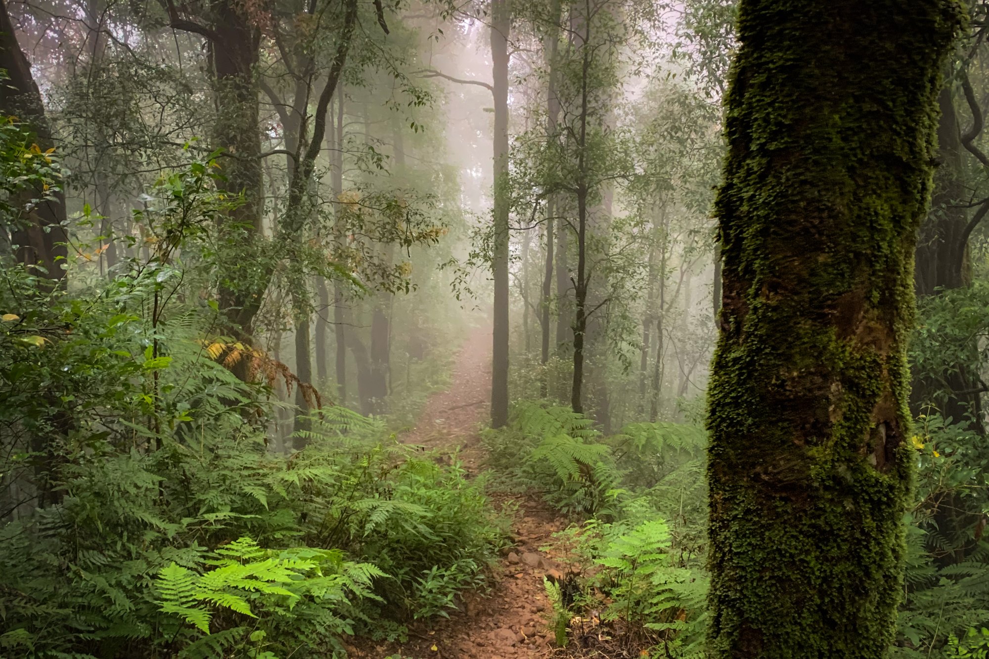 Misty, moss-covered forest trail on Mount Batukaru